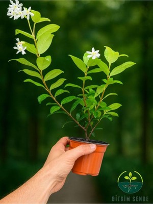 Hakay Serada Decor & Plant Kokulu Arap Yasemini Sarmaşığı Fidanı, Rhyncospermum Jasminoides, 20-30 cm