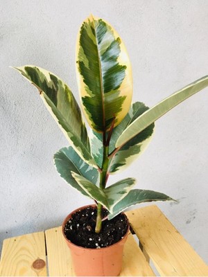 Hakay Nura Botanik Ficus Elastica Tineke Alacalı Kauçuk Bitkisi, Variegata, 30CM