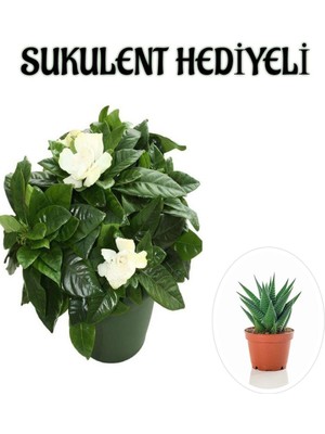 Hakay Yoğun Mis Kokulu Gardenya Çiçeği Sevgililer Gününe Özel Sukulent Hediyeli