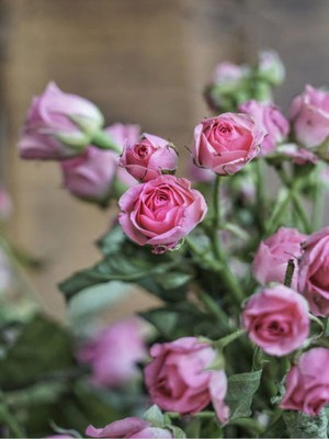 Hakay Nura Botanik Pembe Yediveren Mis Kokulu Gül Fidanı, 2 Adet, Saksılı, 50-70 cm