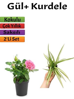 Hakay Nura Botanik Pembe Gül Fidanı + Kurdele Çiçeği, 10-20 Cm, Saksılı, 2'li Set