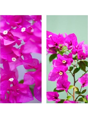 Hakay Nura Botanik Pembe Begonvil Çiçeği, 30-60 Cm, Tüplü Çiçekli Bodur Bitkiler, Bougainvillea