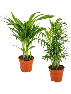 Hakay Nura Botanik Areka & Dağ Palmiyesi, 2 Adet Saksılı, 15-30 Cm, Iç Mekan Salon Süs Bitkisi