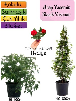 Hakay Nura Botanik Kokulu Arap Yasemini, Klasik Yasemini, Mini Gül Hediyeli 3'lü Bahçe Seti