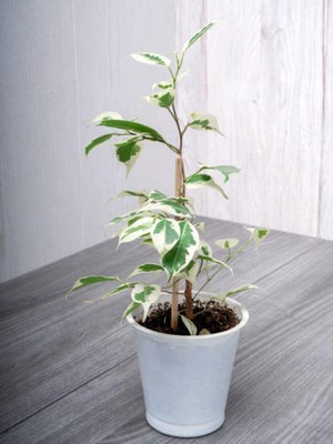 Hakay Nura Botanik Tek Dal Alacalı Beyaz Benjamin, 40-70 Cm, 1 Adet Tüplü Iç/dış Mekan Bitkisi