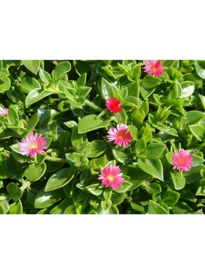 Hakay Gardenbox Buz Çiçeği 45 Adet, Kırmızı/pembe, Mezarlık Kabir Çiçeği