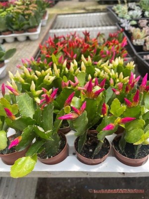 Hakay Nura Botanik Yılbaşı Çiçeği, Pembe Renk, 10-20CM, Saksılı, Iç Mekan Salon Çiçeği