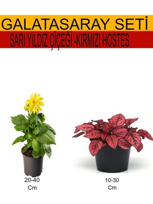 Hakay Serada Decor & Plant Sarı Dahliya + Kırmızı Hostes 2'li Takım Seti, Iç/dış Mekan Bitkileri