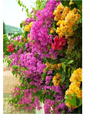 Hakay Nura Botanik Bougainvillea Begonvil Fidanı, 40-60 Cm, Saksıda, Çok Renkli