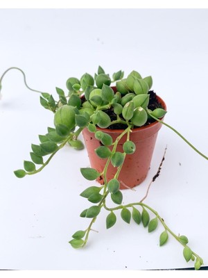 Hakay Nura Botanik Tesbih Çiçeği Sukulent Senecio, 5.5 cm Saksıda