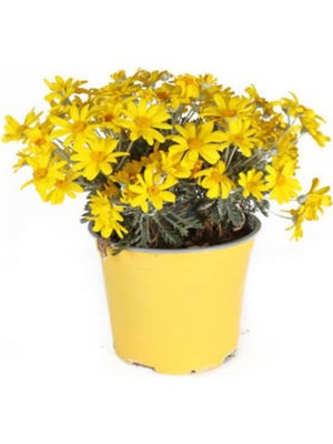 Die Grup Videolu Sarı Çalı Papatyası 1 Adet Saksılı/tüplü 20-45 cm Dış Mekan Bitkisi (Euryops Pectinatus)