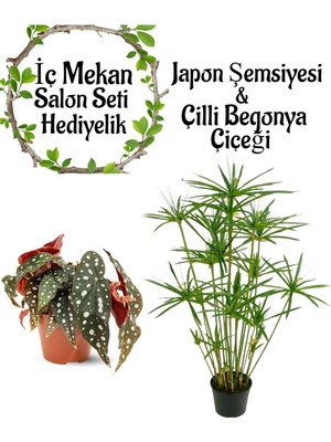 Hakay Gardenbox Japon Şemsiyesi 40-60CM Saksılı, Çilli Begonya Çiçeği Saksılı Salon Seti