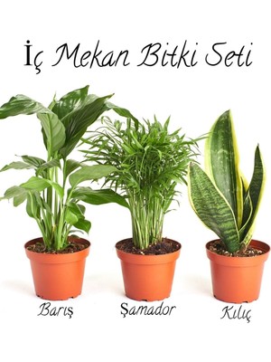 Hakay Gardenbox Iç Mekan Çiçek Seti, Barış Çiçeği-Şamador(Areka)-Sarı Kılıç Çiçeği, 20-30CM, Çok Renkli