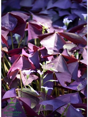 Hakay Mor Yonca Çiçeği Süs Yoncası 1 Adet 15-25CM (Oxalis Triangularis)