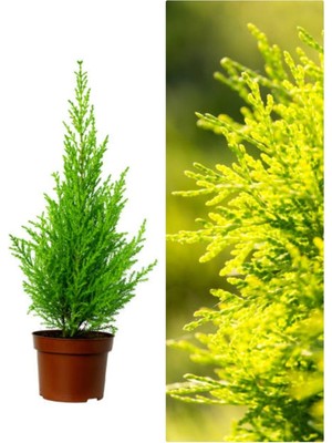 Die Grup Videolu 1 Adet Kokulu Limoni Servi Fidanı 40-60 cm Saksılı Dış Mekan Ağaçları Lemon Cypress