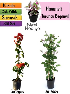 Hakay Nura Botanik Turuncu Begonvil, Kokulu Hanımeli Çiçeği, Telgraf Çiçeği Hediyeli 3'lü Peyzaj Seti