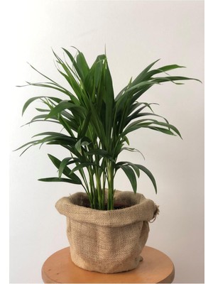 Hakay Nura Botanik Areka Palmiyesi (Dağ Palmiyesi), 30-40 Cm, Yeşil