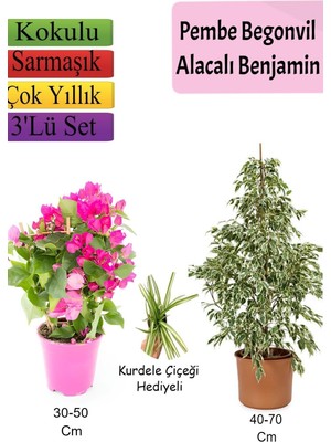 Hakay Gardenbox Beyaz Alacalı Benjamin Bitkisi, Pembe Bodur Begonvil, Kurdele Çiçeği Hediyeli, 3'lü Set