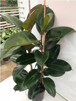 Die Grup Videolu Kauçuk Fidanı Bitkisi 2 Dallı 1 Adet Saksılı 60-100CM Ev Ofis Bitkisi (Ficus Elastica)