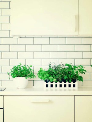 Hakay Serada Decor & Plant Mutfak Bitki Seti, Kekik Biberiye Adaçayı, 3 Adet Fidan, 10-15 cm