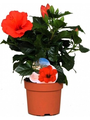 Hakay Japon Gülü Hibiscus Kırmızı Renk Çiçekli Kalın Yapraklı Ithal., BTSR481
