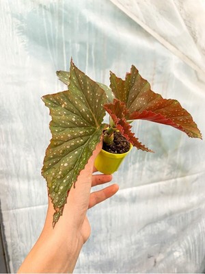Hakay Nura Botanik Mini Çilli Begonya Çiçeği, 5-15 cm Saksılı, Çiçekli Bodur Bitkiler, Begonia