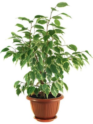 Hakay Nura Botanik Alacalı Benjamin Bitkisi, Ficus Starlight, 60-100 Cm, Saksılı, Iç Mekan Ofis Bitkisi