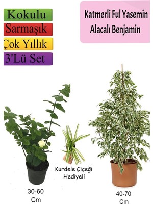 Hakay Nura Botanik Beyaz Alacalı Benjamin Bitkisi, Katmerli Ful Yasemin, Kurdele Çiçeği Hediyeli, 3'lü Set