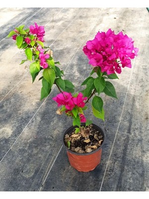 Hakay Serada Decor & Plant Uzaybahçesi Bodur Begonvil, Koyu Mor, Çiçekli