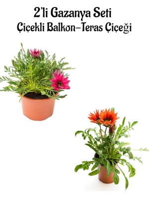 Die Grup Avantajlı Ürünler Koyu Pembe-Kırmızı Renk Gazanya Çiçeği 2 ADET(10-20CM) Bahçe Balkon Çiçeği
