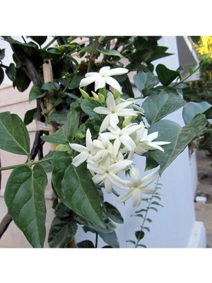 Hakay Gardenbox Yasemin Çiçeği, Beyaz, 40-80CM, Saksılı