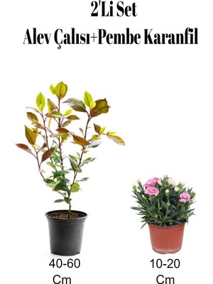 Hakay Gardenbox 2'li Set Alev Çalısı Fidanı + Pembe Karanfil Çiçeği, Dış Mekan Bitkisi