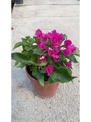 Hakay Nura Botanik Çalı Begonvil Pembe, Çiçekli Bodur Bitkisi, Bougainvillea