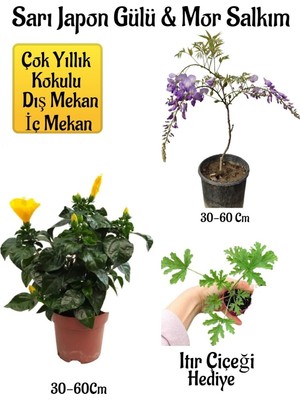 Hakay Gardenbox Sarı Japon Gülü Çiçeği, Mor Salkım Ağacı Fidanı, Buz Çiçeği Hediyeli Peyzaj Seti, Çok Renkli, 30-60 cm