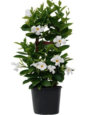 Hakay Nura Botanik Beyaz Çiçekli Sandavilla Mandevilla Sarmaşık, 30-60 Cm, Dış Mekan Saksılı Bitki