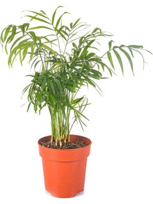Hakay Nura Botanik Areka Palmiyesi Dypsis Lucentes, 1 Adet Saksılı, 20-40 Cm, Iç Mekan Bitkisi