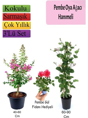 Hakay Nura Botanik Pembe Oya Ağacı, Hanımeli Çiçeği, Pembe Gül Fidanı Hediyeli Set