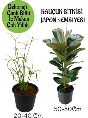 Hakay Nura Botanik Japon Şemsiyesi Saksılı + Yeşil Kauçuk Bitkisi Saksılı Salon Seti