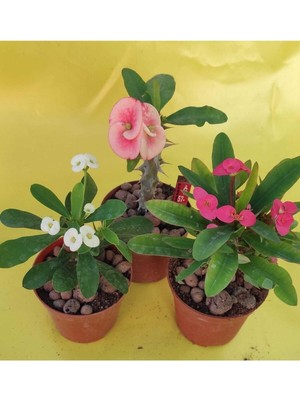 Die Grup Videolu Milli Dikenler Tacı Kaktüs 1 Adet 3 Farklı Renk Saksılı (20-40CM) (Euphorbia)