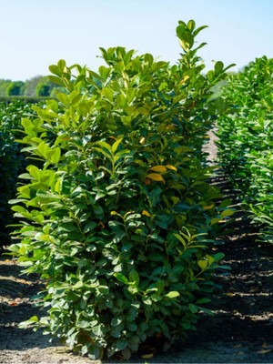 Hakay Nura Botanik Şimşir Çalı 30-40 cm Saksılı Dış Mekan Bitkileri, Buxus Microphylla Faulkner
