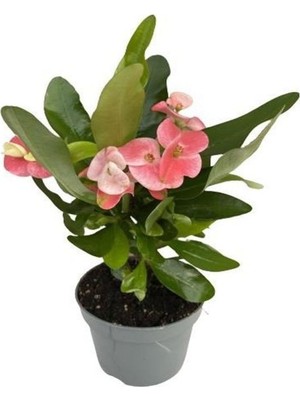 Hakay Nura Botanik Pembe Milli Dikenler Tacı Çiçeği, 15-30CM Saksılı, 1 Adet