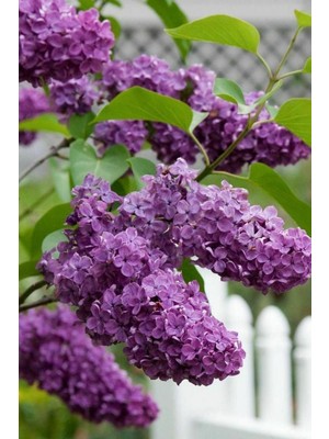 Hakay Bitkim Sende Kokulu Leylak Çiçeği, 30-60 Cm, Saksılı, Lilac