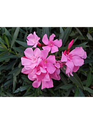 Hakay Nura Botanik Pembe Zakkum Çiçeği Fidanı, 50-70 Cm, Tüplü, Oleander
