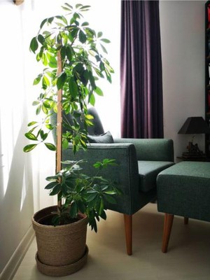 Hakay Serada Decor & Plant Şeflera Bitkisi, 110-120 Cm, 1 Adet, Yeşil, Dekorasyon Ev ve Ofis Bitkisi
