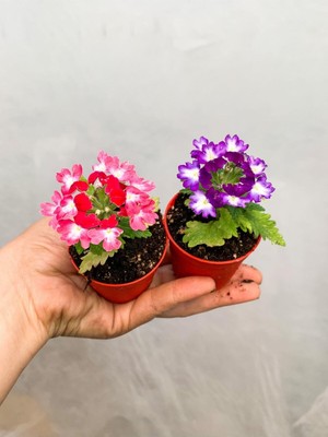 Hakay Bitkim Sende Karışık Renk Mine Çiçeği, 2 Adet, 10-20 cm Saksılı Çiçekli Bodur Bitkiler, Verbena