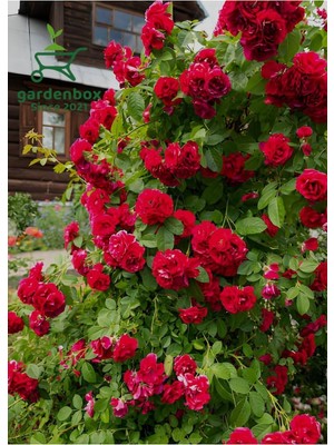 Hakay Nura Botanik Çardak Kırmızı Gül Fidanı, Saksılı, 50-80 cm