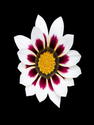 Hakay Nura Botanik Beyaz Gazanya Çiçeği Fidanı, 10 Adet, 25-45 Cm, Saksılı