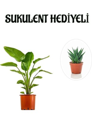 Hakay Nura Botanik Hediyelik Starliçe Cennet Çiçeği Bitkisi, Sukulent, Yeşil