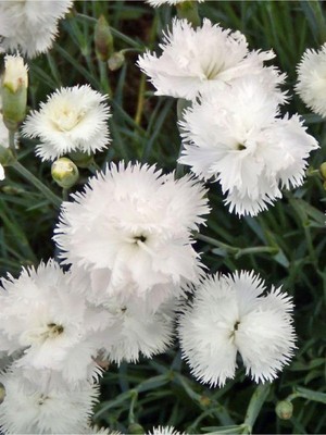 Hakay Nura Botanik Kokulu Beyaz Bodur Karanfil Çiçeği, 1 Adet Saksılı, 15-30 Cm, Dianthus Caryophyllus White