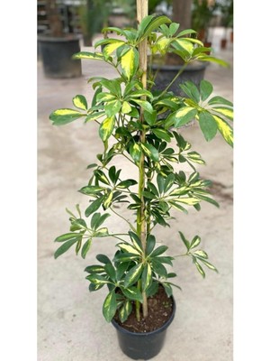 Hakay Nura Botanik Alacalı Şeflera Çiçeği, 45-95 Cm, Saksılı Iç Mekan Bitkileri, Schefflera